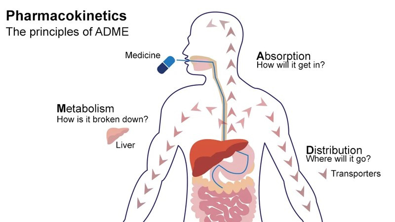 Pk là viết tắt của từ PharmacoKinetics