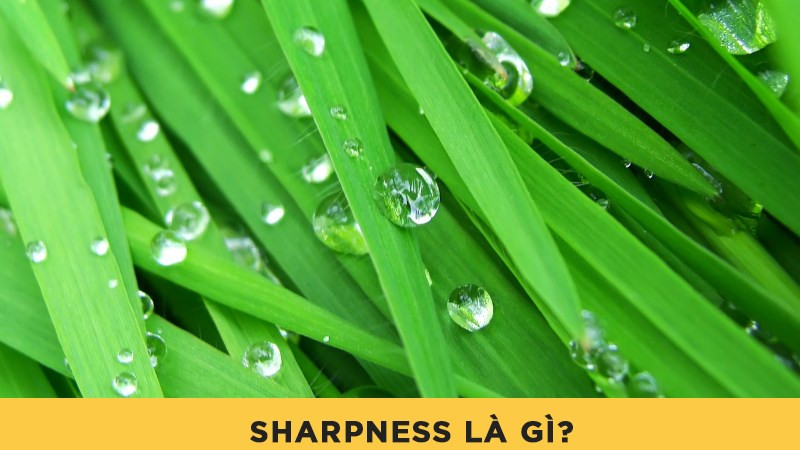 Sharpness là gì? Những yếu tố tạo nên ảnh chất lượng cao