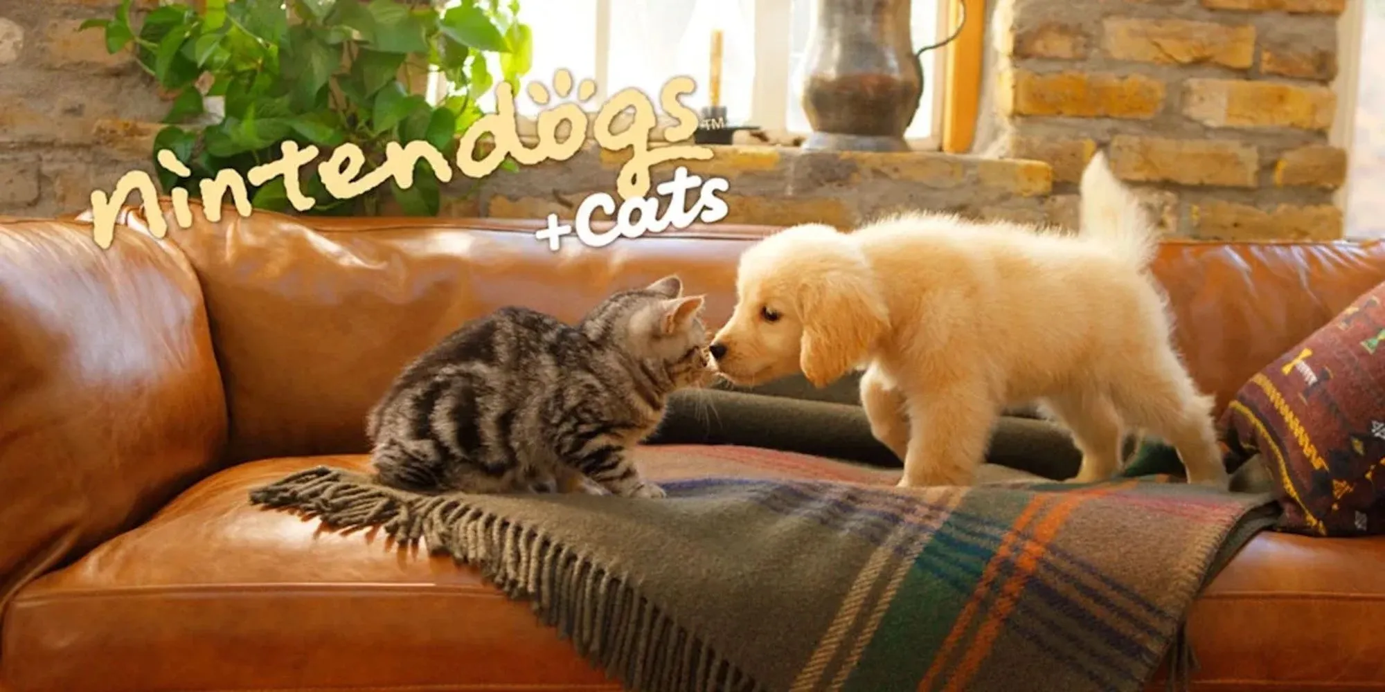 Một chú chó Shiba Inu đáng yêu trong Nintendogs + Cats